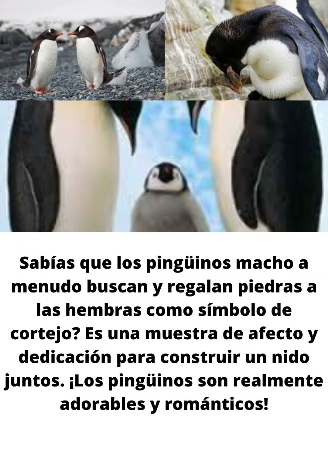 Curiosidades